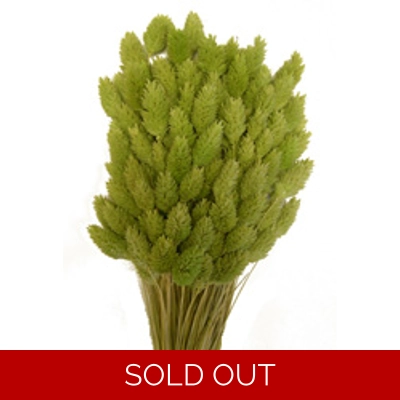 Phalaris dyed light green